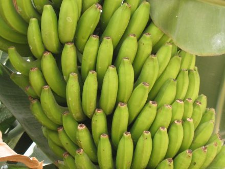 local banana