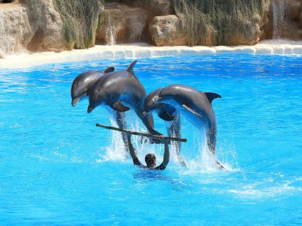 delfini Loro Parque